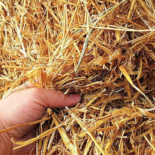 Wheat Straw