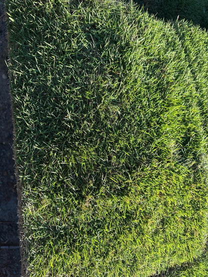 Zeon Zoysia |  450 sq ft | PER PALLET  (Pre-Paid Order) Delivery scheduled 3 days from your order date