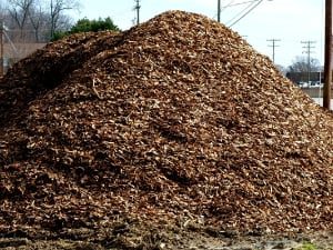 Bulk Pine Nuggets