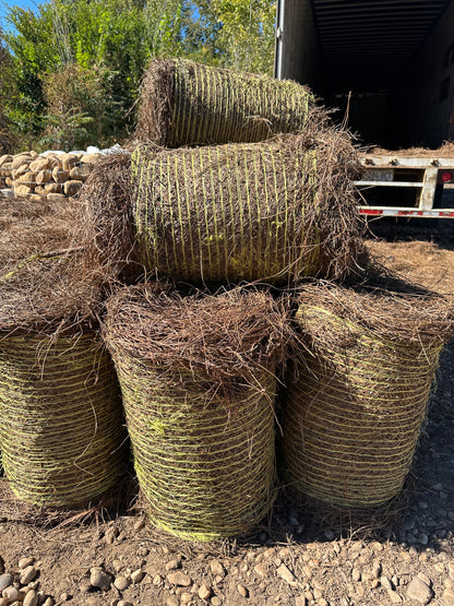 Longleaf Pine Straw Roll
