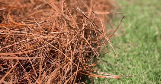 Long Needle Pinestraw