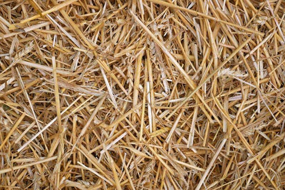 Wheat Straw